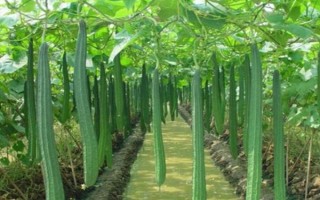 絲瓜為什么只長藤開花不結(jié)果，營養(yǎng)過剩、光照和雌花過多等因素均會造成