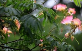 合歡花與含羞草有什么區(qū)別，合歡花是喬木、含羞草是草本植物或亞灌木