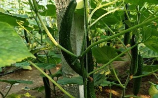 大棚黃瓜不同情況下葉子的特征，棚溫低、土壤濕度大時(shí)葉較大且腫皺