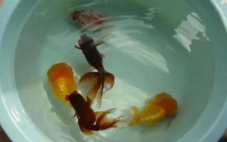 怎么養(yǎng)金魚才合適，重點(diǎn)是要做好換水措施