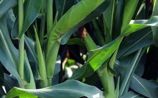 高玉79玉米種子簡介，每畝種植3000株為佳