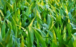 龍單59玉米種子特點(diǎn)，種肥在起壟或播種時(shí)施下