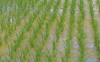 荃廣優(yōu)851水稻種子特點，全生育期149.3天