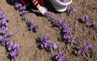 藏紅花如何種植，播種通常是在8-9月進行