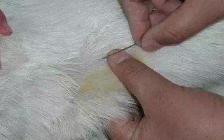 羊攝食打了除草劑的草有沒有問題，情況嚴(yán)重時(shí)會(huì)導(dǎo)致死亡