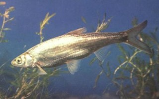 白條魚的刺多不多，體內(nèi)有大量魚刺用來保持身體平衡