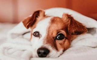 犬貓慢性腸炎的癥狀，表現(xiàn)為食欲不振，長期持續(xù)腹瀉等