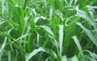 綠育9968玉米品種簡(jiǎn)介，中等肥力以上地塊栽培