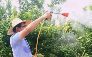 柑橘煤污病的發(fā)病特點(diǎn)，在葉片、枝梢及果實(shí)的表面有黑色的煤污斑