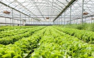 如何對(duì)蔬菜控施氮肥，可主施腐熟的有機(jī)肥、減少氮肥用量