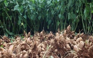 種植雪蓮果的效益，一畝地的效益大概為4000元左右