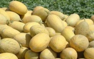 哈密瓜的產(chǎn)地，在我國(guó)主產(chǎn)于新疆