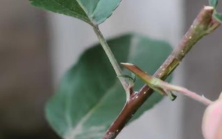 貴人果和冬紅果有什么區(qū)別，葉片、花朵和果實均不同