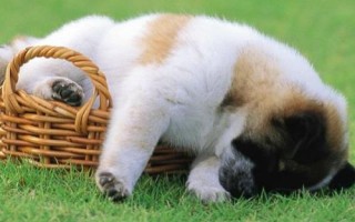 狗狗肛門腺炎的癥狀，早期患犬表現(xiàn)出不斷舔舐肛門