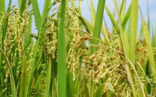云粳136稻谷的特點，其生育期為180天