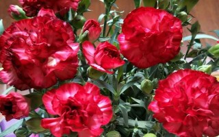 康乃馨的花語，代表永恒、質(zhì)樸、健康、母親的愛