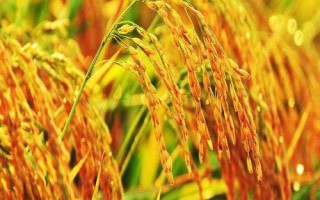 西大黃葉2號水稻種子特征特性，全生育期131～177天