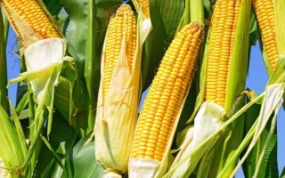 金丹玉1號玉米種子特征特性，高抗瘤黑粉?。?.0%）