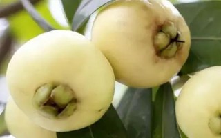 種植什么水果能致富，推薦以下六大新興水果種植項目
