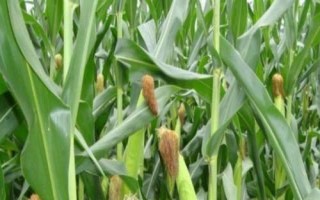 萬(wàn)育808玉米種子特征特性，經(jīng)鑒定中抗大斑病