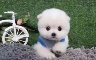 茶杯犬的由來(lái)，是基因突變產(chǎn)生的