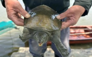 甲魚(yú)的宰殺方法，翻身后再砍斷脖子