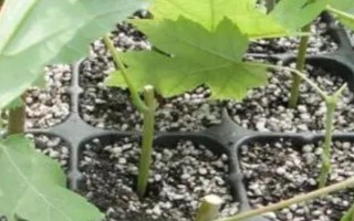 楓樹苗的價(jià)格和繁殖方式，會受到品種、規(guī)格、樹齡等條件的影響