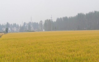 隆香優(yōu)7號(hào)水稻種子簡(jiǎn)介，湘北6月25日前播種