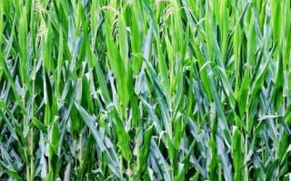 宏輝368玉米品種簡介，適宜密度為3000株/畝左右