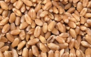 小麥種子的發(fā)芽過程，一開始會(huì)吸脹