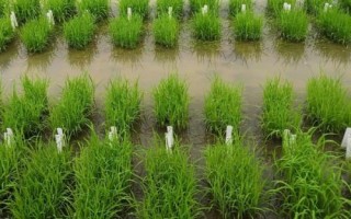 龍稻185水稻種子簡(jiǎn)介，播種期4月10日