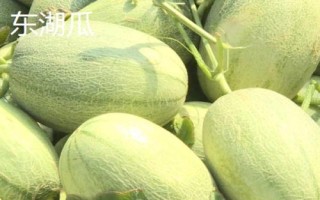 新疆阿勒泰地區(qū)的特產(chǎn)，喀納斯蜜瓜被譽為“阿山一絕”
