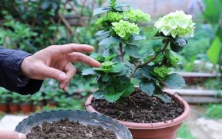 無盡夏花期能施肥嗎，無盡夏花期不可施肥