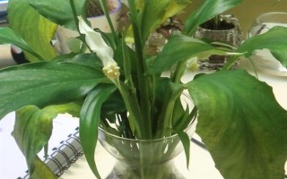水培白掌葉尖為什么會干枯，可能是水質(zhì)差、養(yǎng)分不足、溫度過高等因素造成