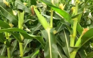 綠星699玉米品種簡介，生育期春季平均113天