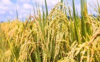 連粳12號(hào)水稻種子特點(diǎn)，全生育期155.4天