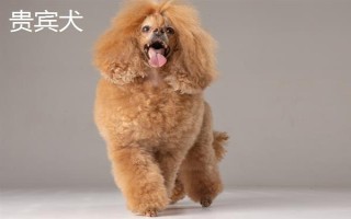 有哪些短毛大型犬，包括大丹犬、杜賓犬、羅威納犬等品種