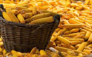 金苑玉109玉米品種的特性，適宜密度4500株/畝左右