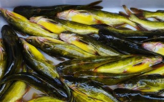 怎么清洗黃骨魚，用水沖洗后再用開水燙一下