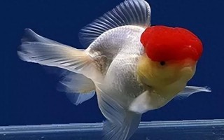 金魚會不會互相攻擊，一般不會互相攻擊