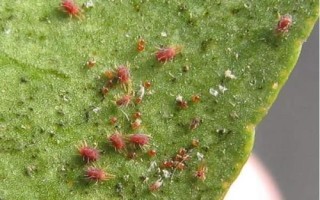 柑橘紅蜘蛛危害癥狀，嫩葉的受害程度最為嚴(yán)重