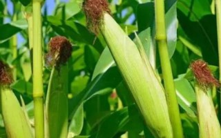 陜科6號玉米種子介紹，兩年區(qū)試平均生育期116天
