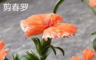 剪秋羅長什么樣子，高50-80厘米