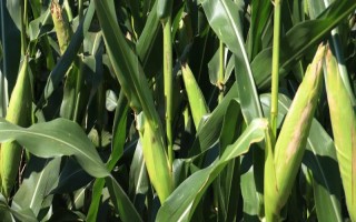 賽博169玉米種子特征特性，適宜播期4月下旬至5月初