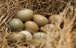 野雞苗公母如何鑒別，以翻肛鑒別為主