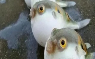 河豚的天敵是什么，常見天敵有石斑魚、狗母魚、裸胸鱔等