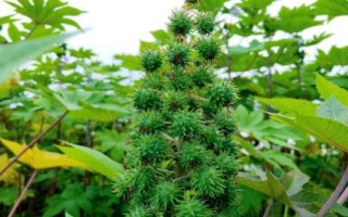 種植一畝蓖麻的純收入，一般為2000-5000元左右