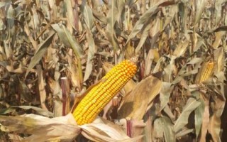 豐華17玉米種子特點，4月下旬至5月上旬播種
