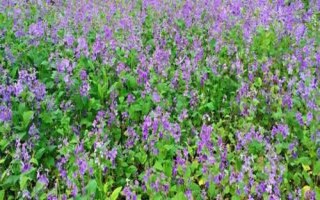 二月蘭的價格，通常在0.15-0.25元一株