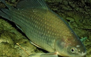 中國哪里的淡水魚產(chǎn)量最大，第一大省為湖北省